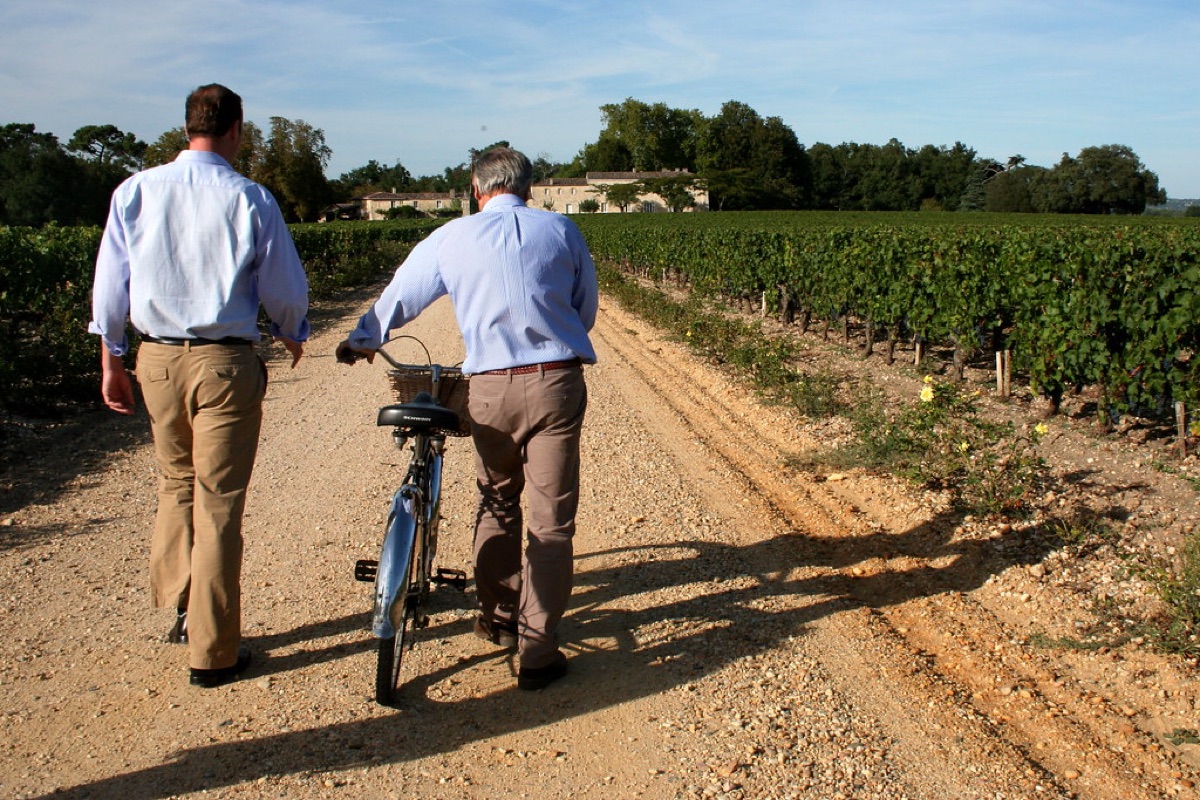 Weinberge in der Region Bordeaux, Frankreich