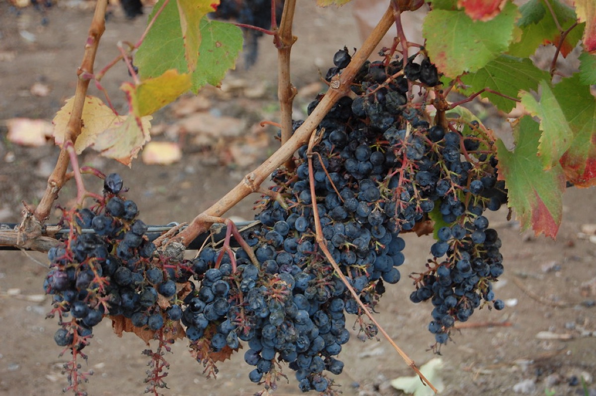 Close-up of ripe dark cabernet sauvignon grapes on a vine