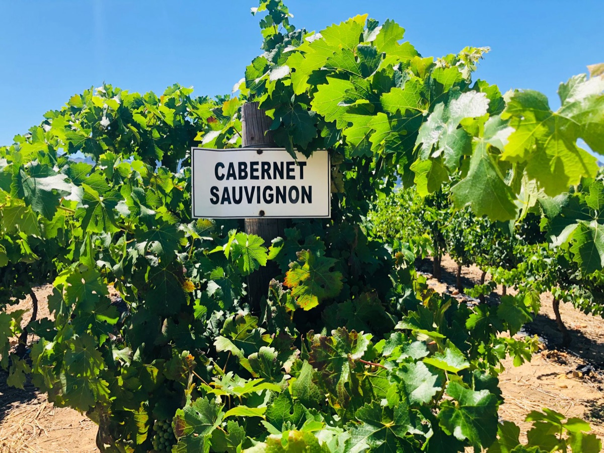 Viñedo de uvas Cabernet Sauvignon bajo el sol