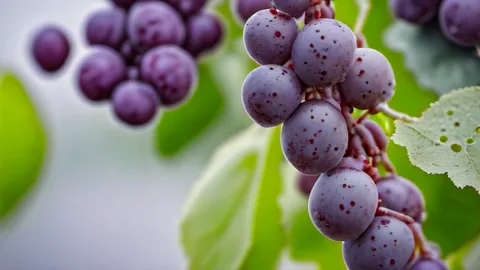 Cabernet Sauvignon: De nummer 1 rode druif wereldwijd