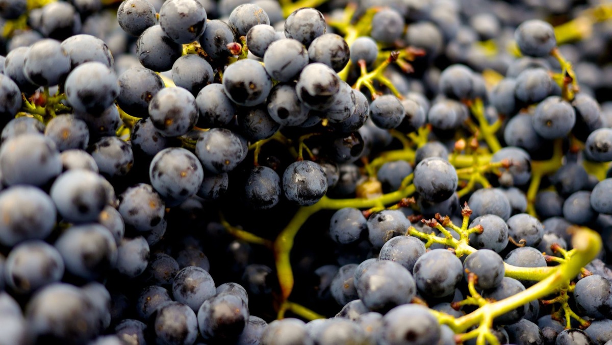 Cachos de uvas Cabernet Sauvignon frescas e maduras.