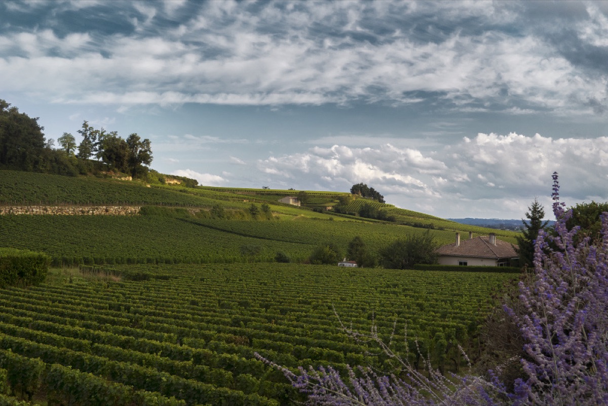 Weinberge in der Region Bordeaux, Frankreich