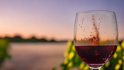 French Wine Guide: 3 Key Regions to Master Your Palate