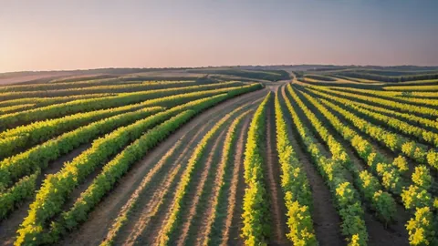 Vin français : 3 régions clés pour maîtriser votre palais