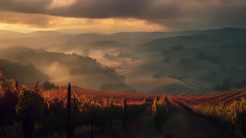Vino francese: 3 regioni chiave per padroneggiare il gusto