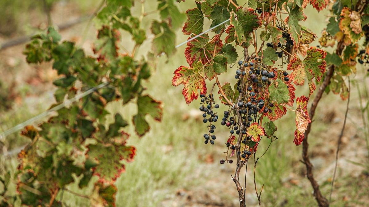 Grappolo d'uva fresca per vino Borgogna