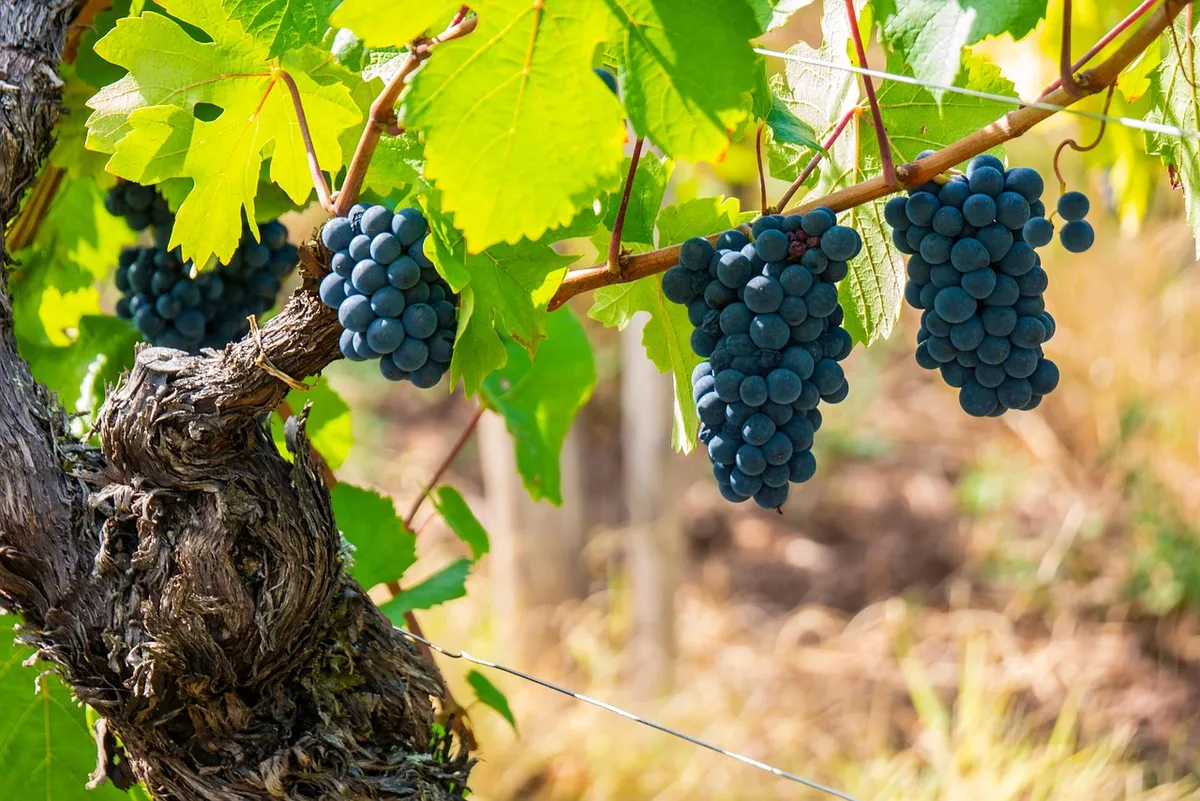 vine, grape, grape variety, viticulture, vineyard, wine, black grappe, pinot noir, bunches, alsace, pinot noir, pinot noir, pinot noir, pinot noir, pinot noir