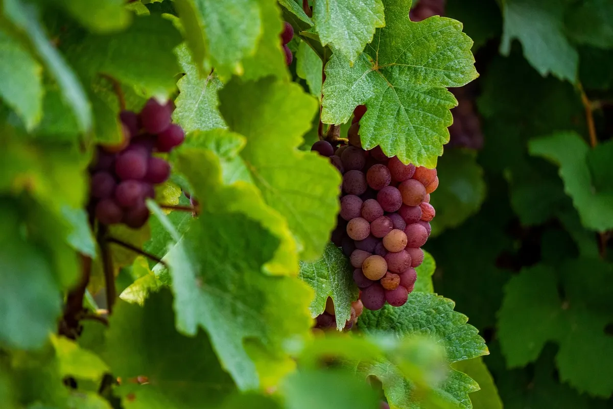 grape variety, grape harvest, wine, grape, viticultural, alsace, vineyard, vine, viticulture