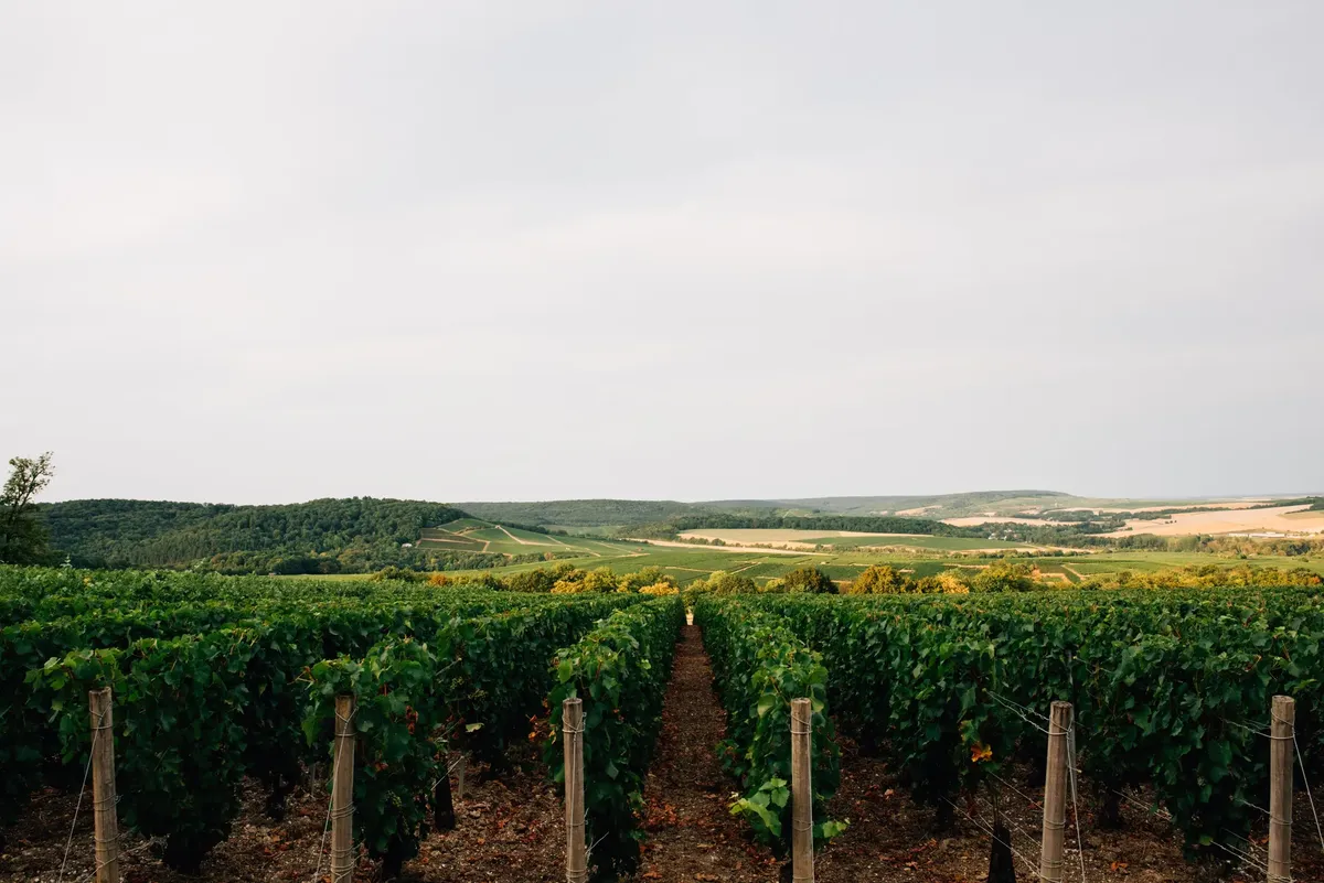 Lush vineyards stretch across Épernay, capturing the essence of French wine country in summer.