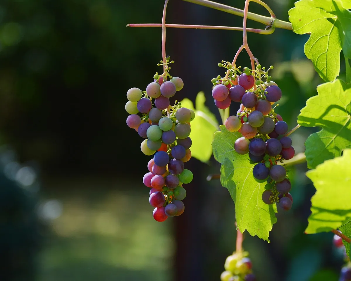 grapes, vines, wine, winegrowing, grapevine, vintage, produce, harvest, organic, fresh, fresh grapes, agriculture, viticulture, rebstock, wine, wine, wine, wine