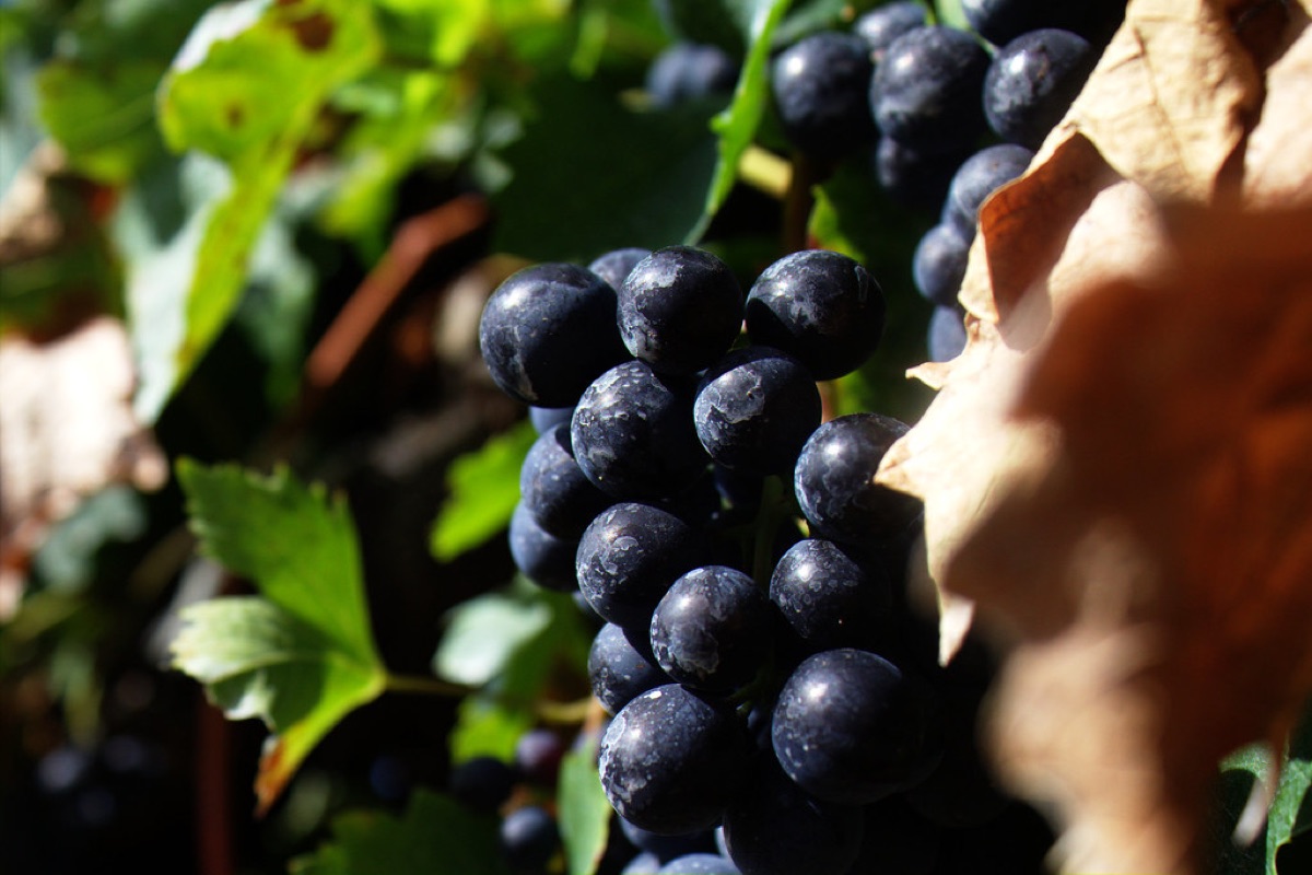 Wine grape vineyard in California