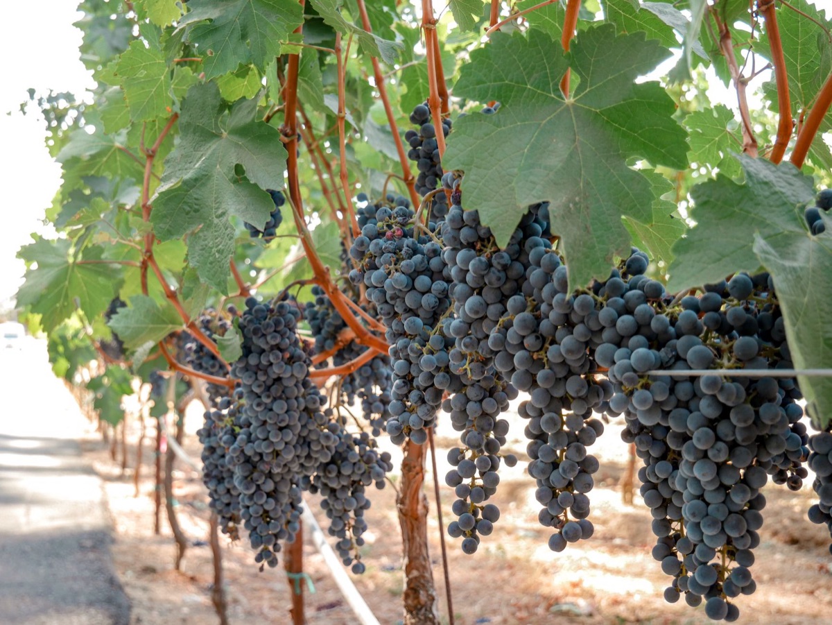 viñedos de uvas en California