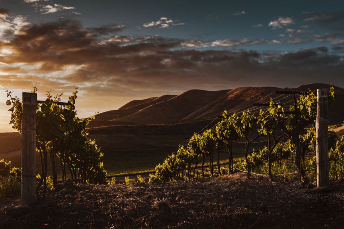 Jackson Family Wines California vineyard