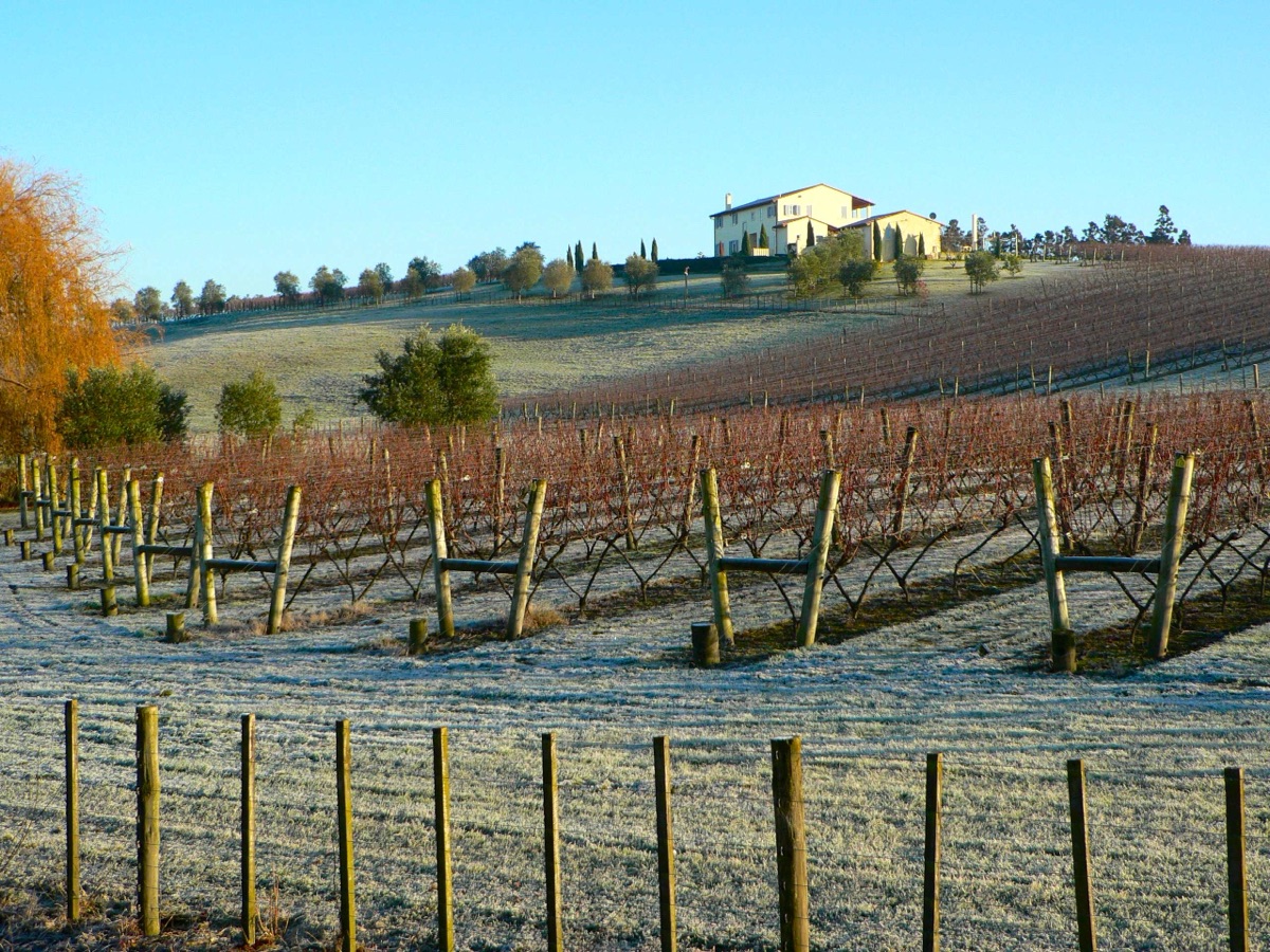 Grapevine trellis in vineyard