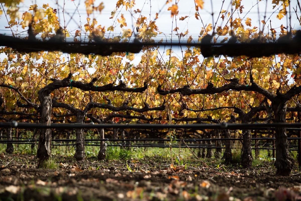 Rows of vineyards in Napa Valley