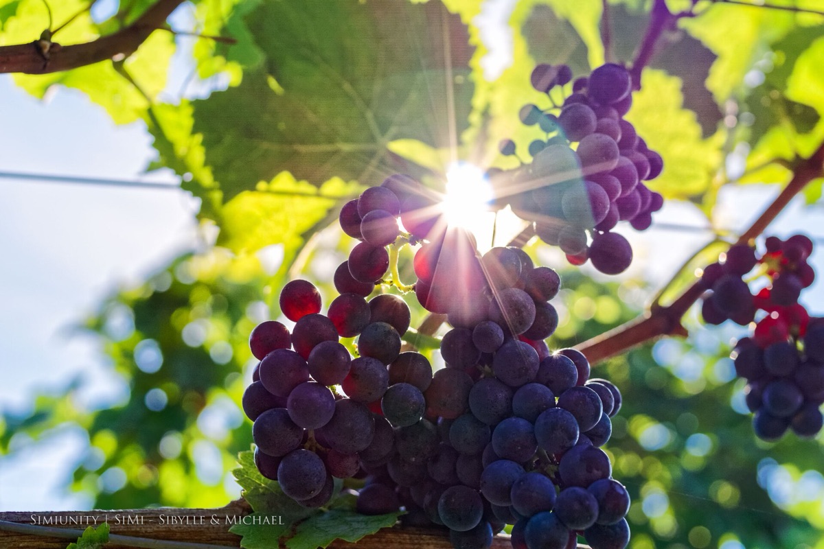 fileira de uvas em uma região vinícola americana