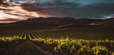 Von Meer bis Boden: Die Vielfalt der Küsten-Terroirs erleben
