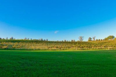 100% Regenerative Goal: Jackson Family Wines' Future Focus