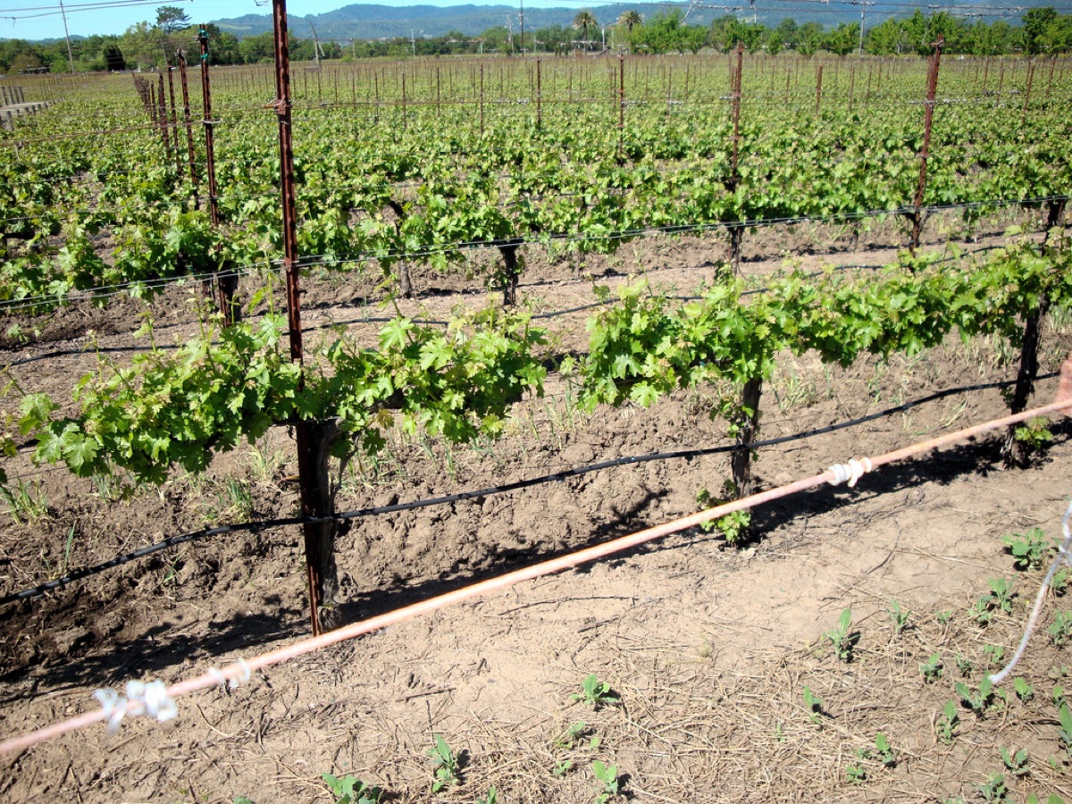 Jackson Family Wines California vineyard rows