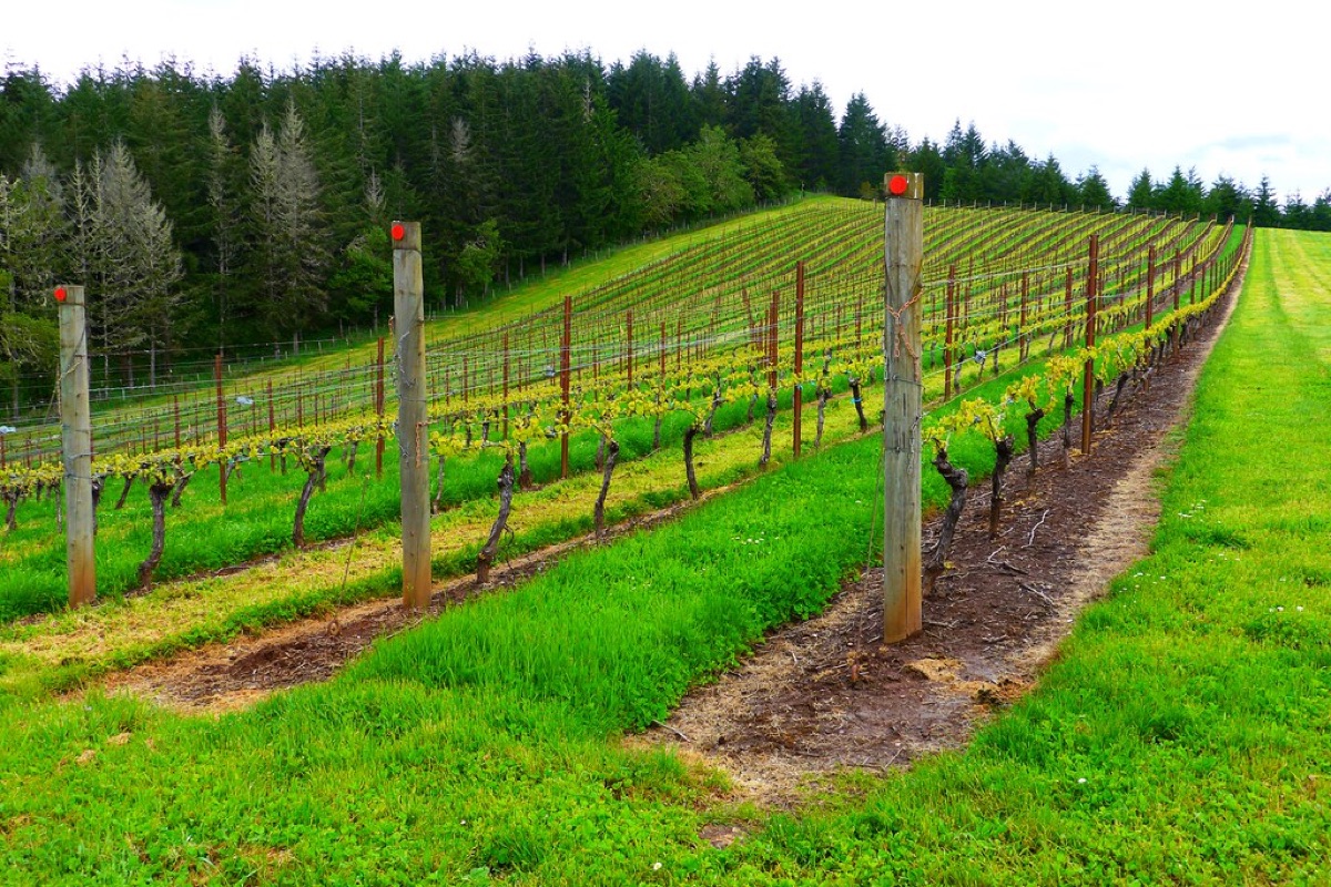 Jackson Family Wines Oregon coastal vineyard