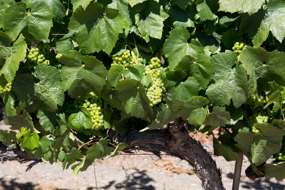 viñedos en California
