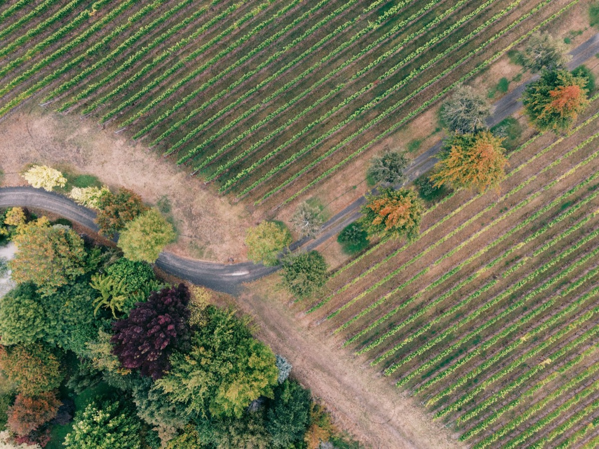 viñedos en Oregon