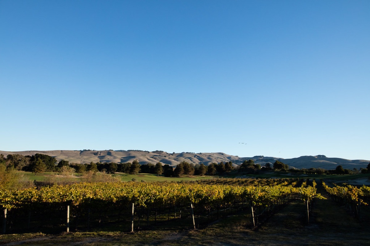 Vignoble californien