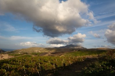 Jackson Family Wines: Gestione delle Vigneti Costieri in