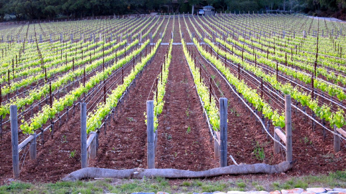 California vineyard rows