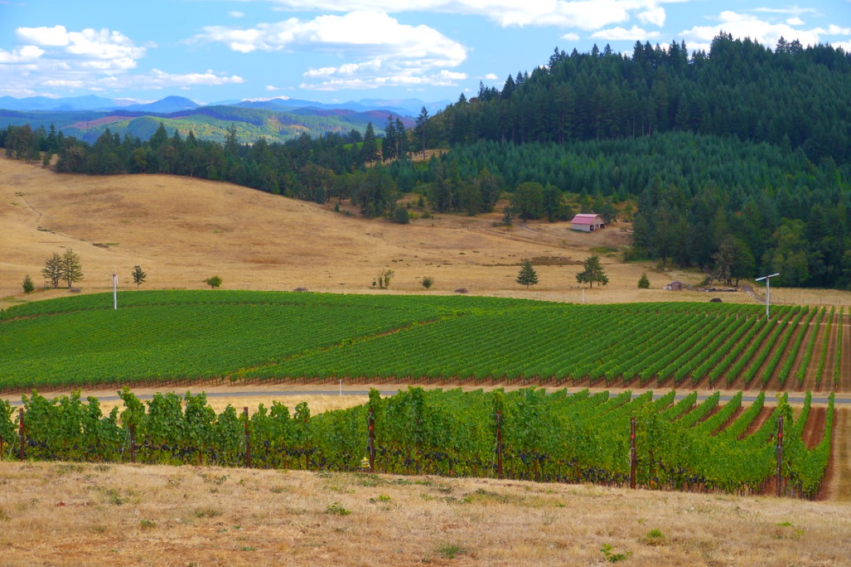 Oregon coastal vineyard