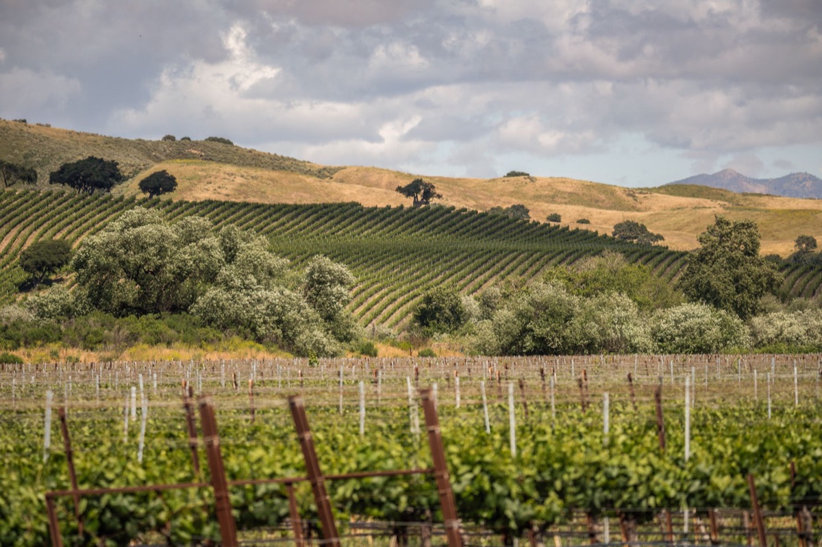 Jackson Family Wines - California Vineyards