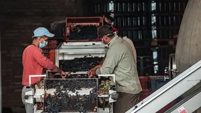 Weingut Geschichte und Wert: Tipps für Kenner verstehen
