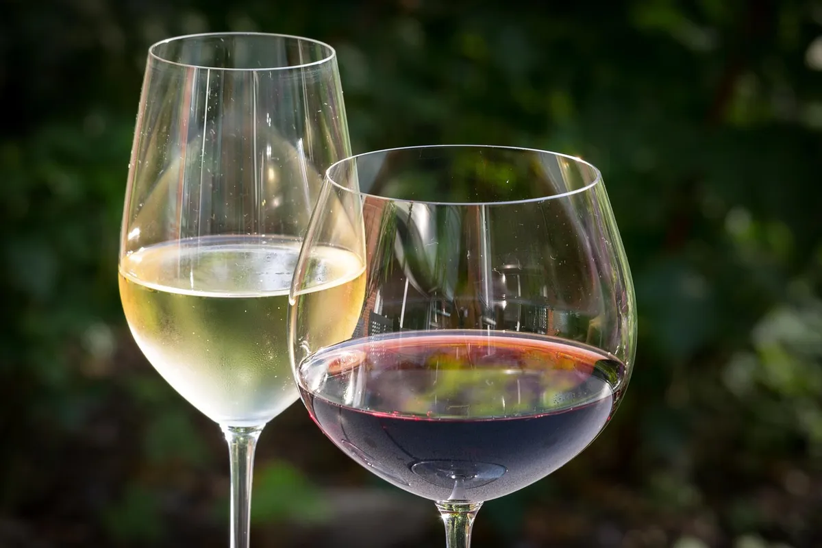 white wine, red wine, wine, glasses, wine glasses, reflection, beverages, enjoyment, red, white wine, white wine, red wine, red wine, red wine, wine, wine, wine