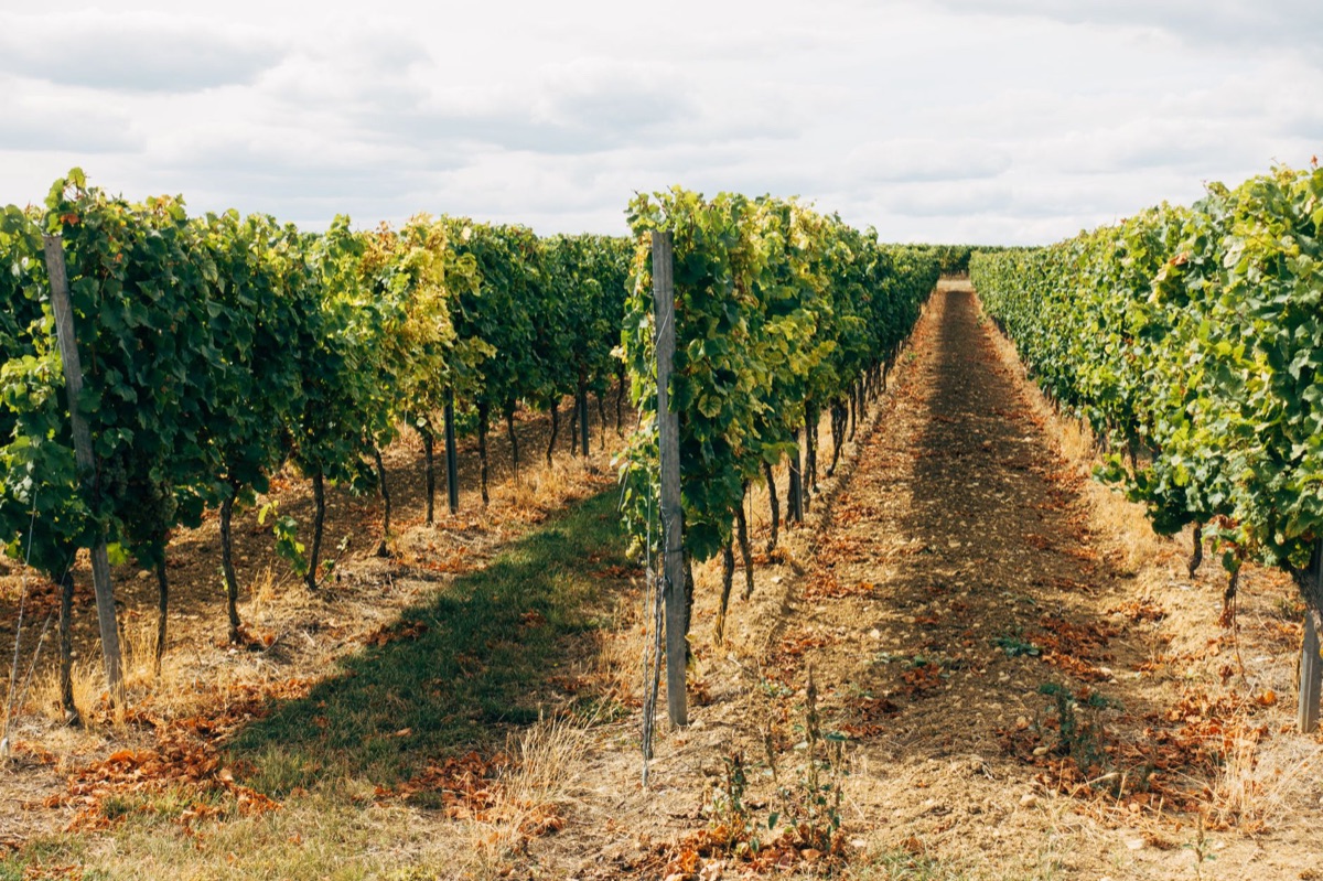 Klimawandel Weinbau: Beste Tipps gegen Trockenheit und Hitze