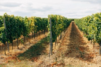 Klimawandel Weinbau: Beste Tipps gegen Trockenheit und Hitze