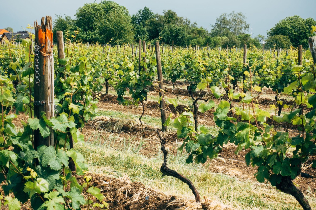Klimawandel Weinbau: Beste Tipps gegen Trockenheit und Hitze