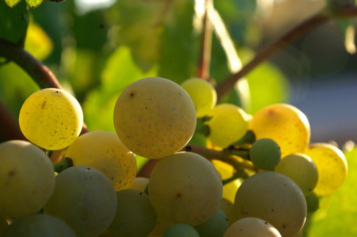 Vino giovane con colore rubino e fragranza fresca