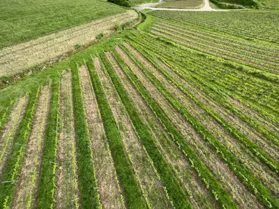 Regenerative Landwirtschaft: Guide zur modernen Weinmarke 1