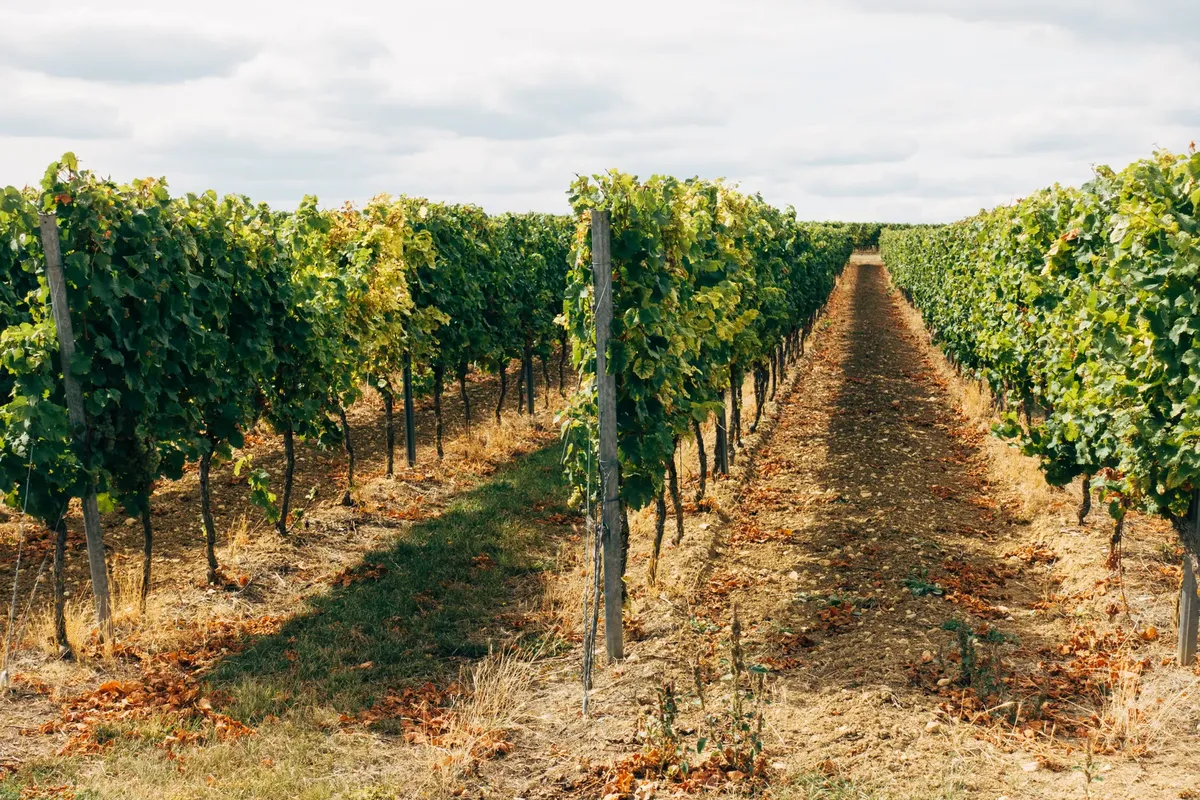 Scenic vineyard with green grapevines under a cloudy sky in summer countryside.