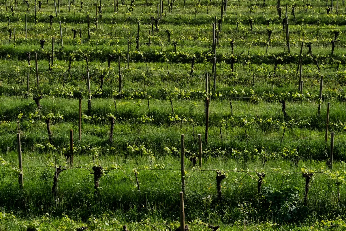 Vibrant green vineyard rows thriving under the summer sun, showcasing nature's beauty.