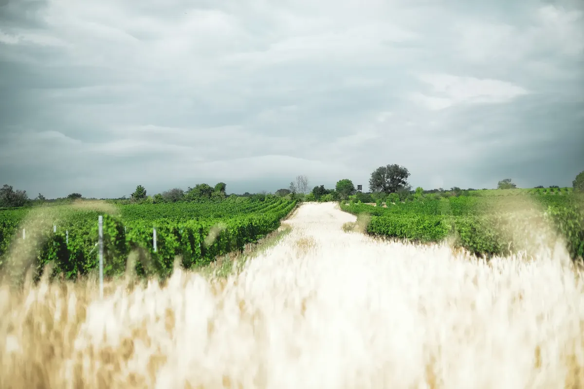 Expansive view of a countryside vineyard with lush green vines and cloudy sky, perfect for summer landscapes.