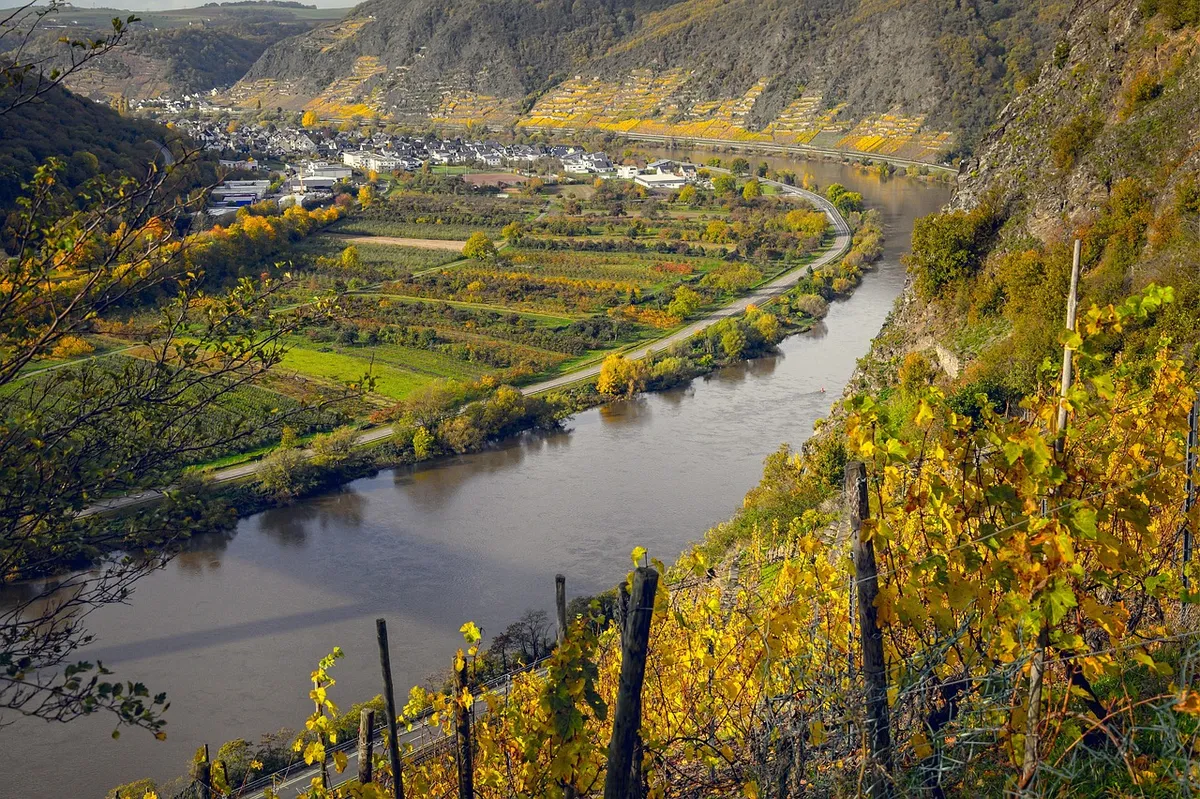 vineyards, moselle, germany, flow, wine, wine growing, vines, fall, river landscape, riesling, nature, landscape, winemaker, grapes, golden, wine, wine, wine, w