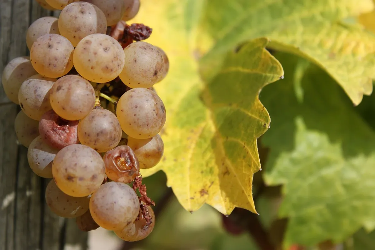 wine, vine, grapes, fall, riesling, riesling, riesling, riesling, riesling, riesling