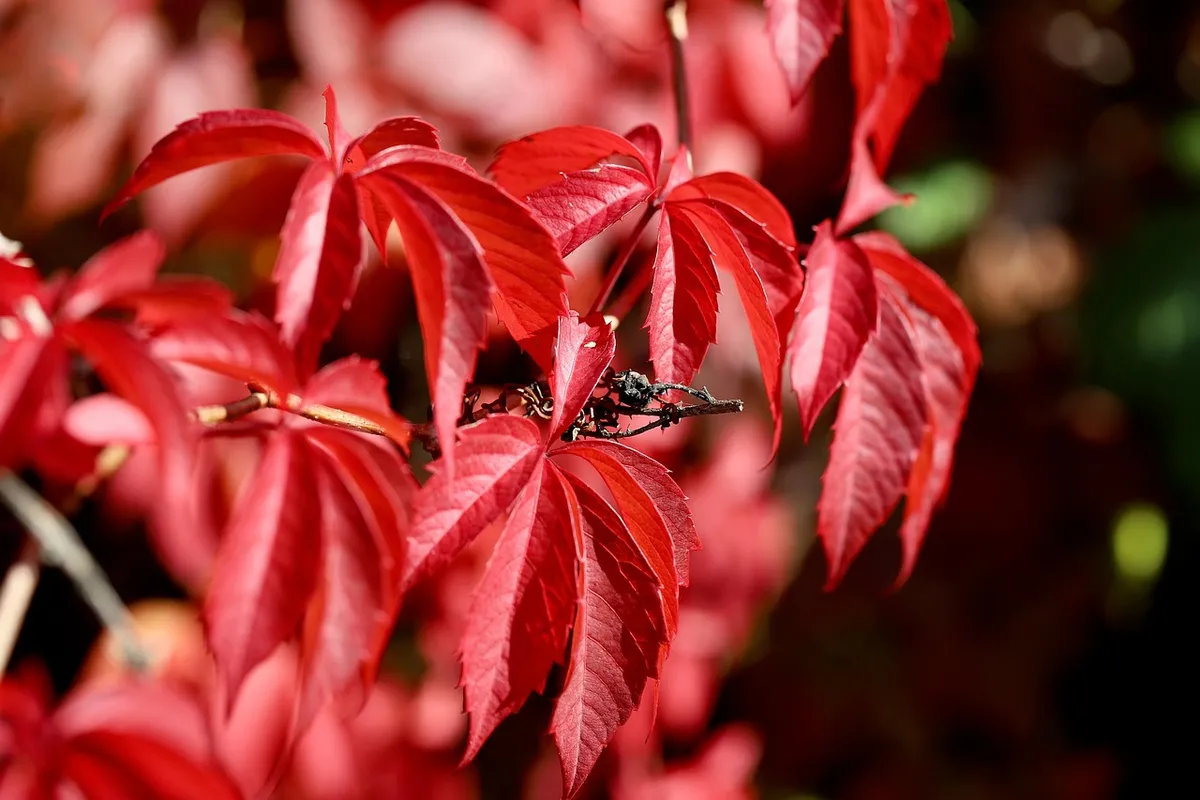 wild wine, self-climbing virgin vine, red leaves, vine leaves, fall, autumn colors, grapevine, autumn mood, leaves, red foliage, nature, virginia creeper, parth