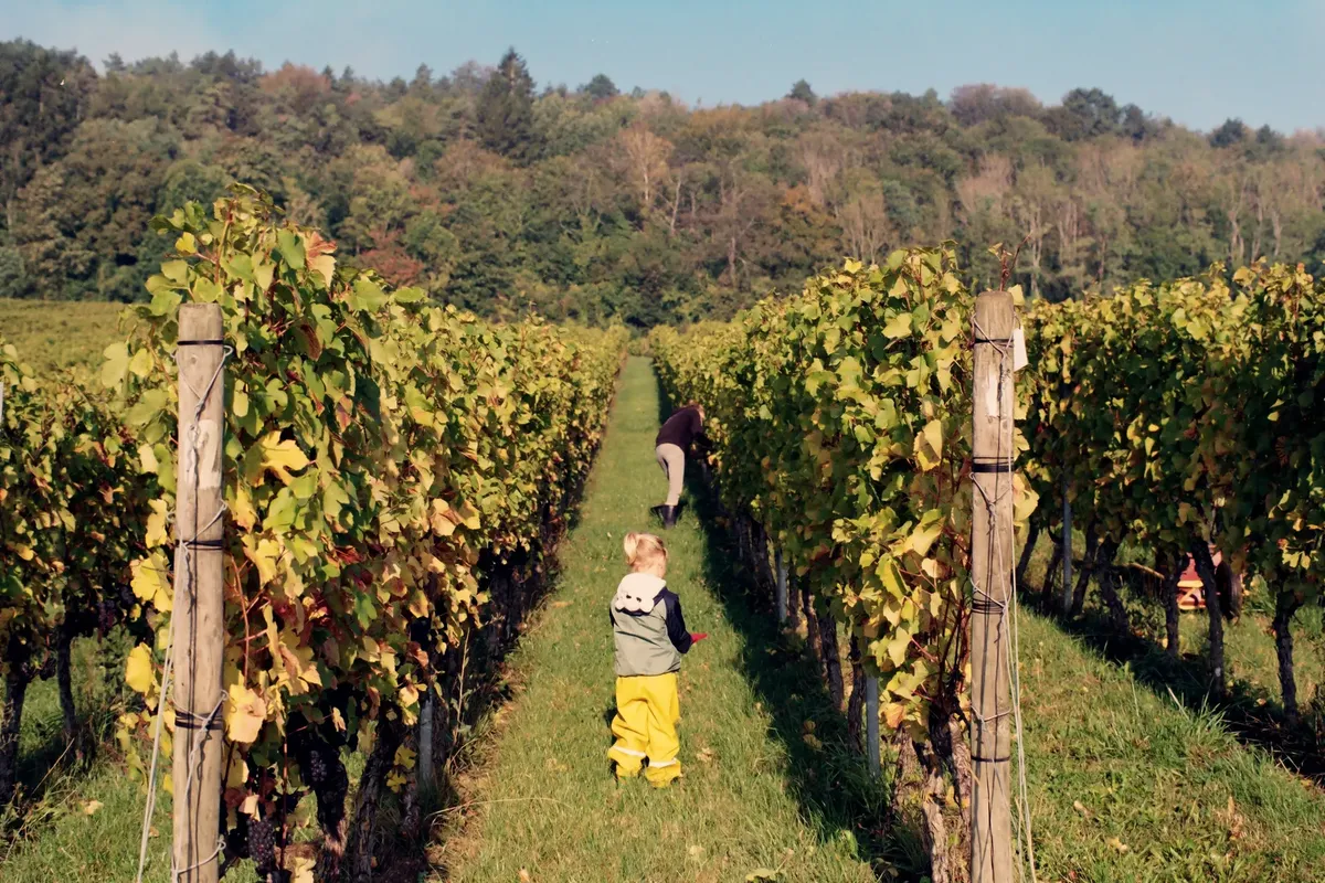 A child strolls through vineyard rows in Bruley, Grand Est, France, during fall.